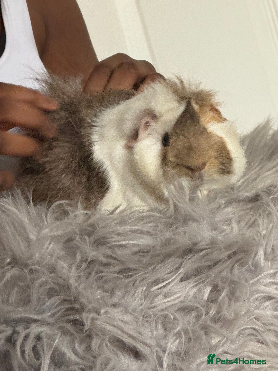 Guinea Pig rodents for sale: 2 Male Guinea  - Image 1