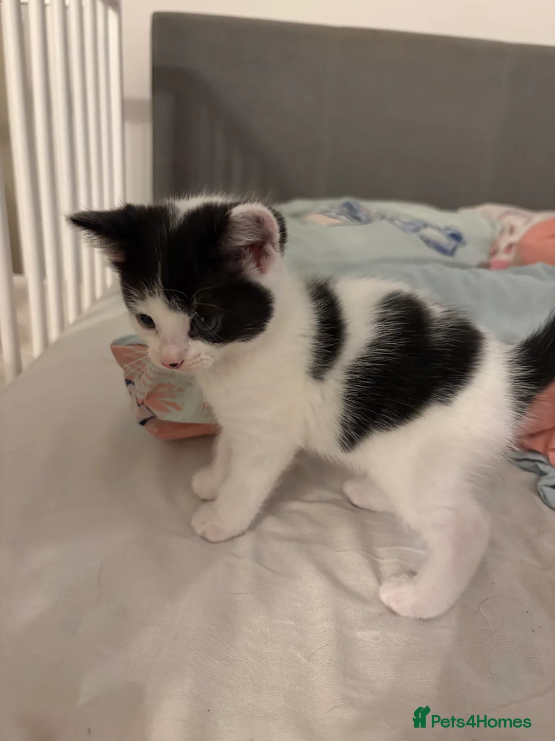 British Shorthair cats for sale: Tiny Paws, Big Love – Kitten Available Now! - Advert 2