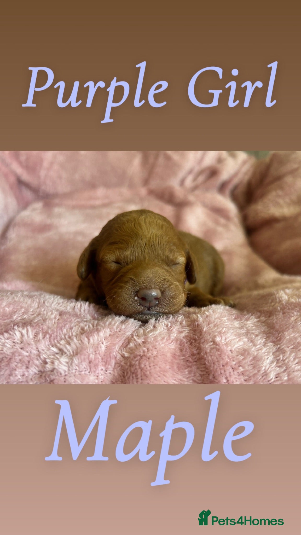 Mini Goldendoodle dogs F4B Miniature Goldendoodles - Advert 1