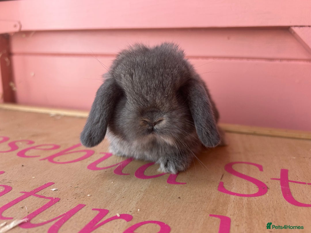 Mini Lop rabbits for sale: Show bloodline Miniature lop baby rabbits  - Image 7