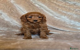 Cavapoo dogs for sale: Gorgeous Fox Red Cavapoo health tested parents  - Image 34