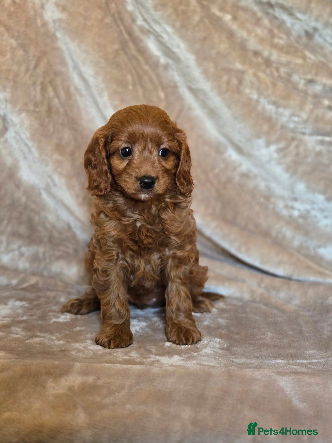 Cavapoo dogs for sale: Gorgeous Fox Red Cavapoo health tested parents  - Image 34