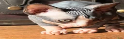 Sphynx cats for sale: Beautiful Sphynx baby girl - Advert 10
