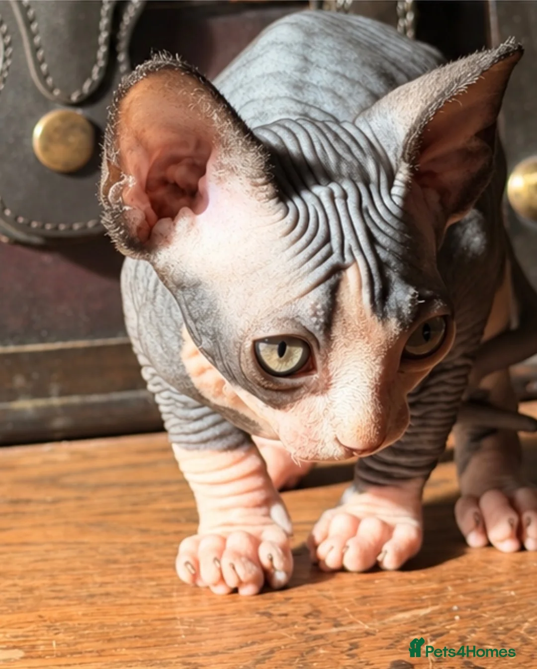 Sphynx cats for sale: Beautiful Sphynx baby girl - Advert 10