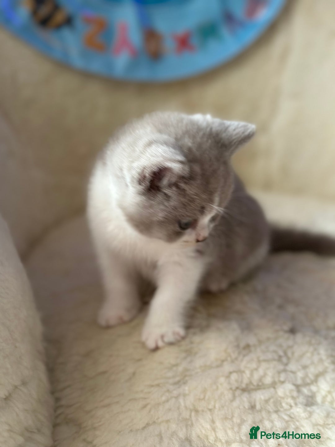 British Shorthair cats for sale: Beautiful , soft teddy bears 🩷🩷💙 - Image 9