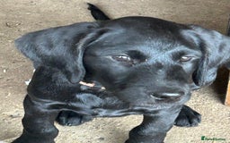 Labradoodle dogs for sale: Ready to go - Fantastic F1 Labradoodles (black) - Image 35