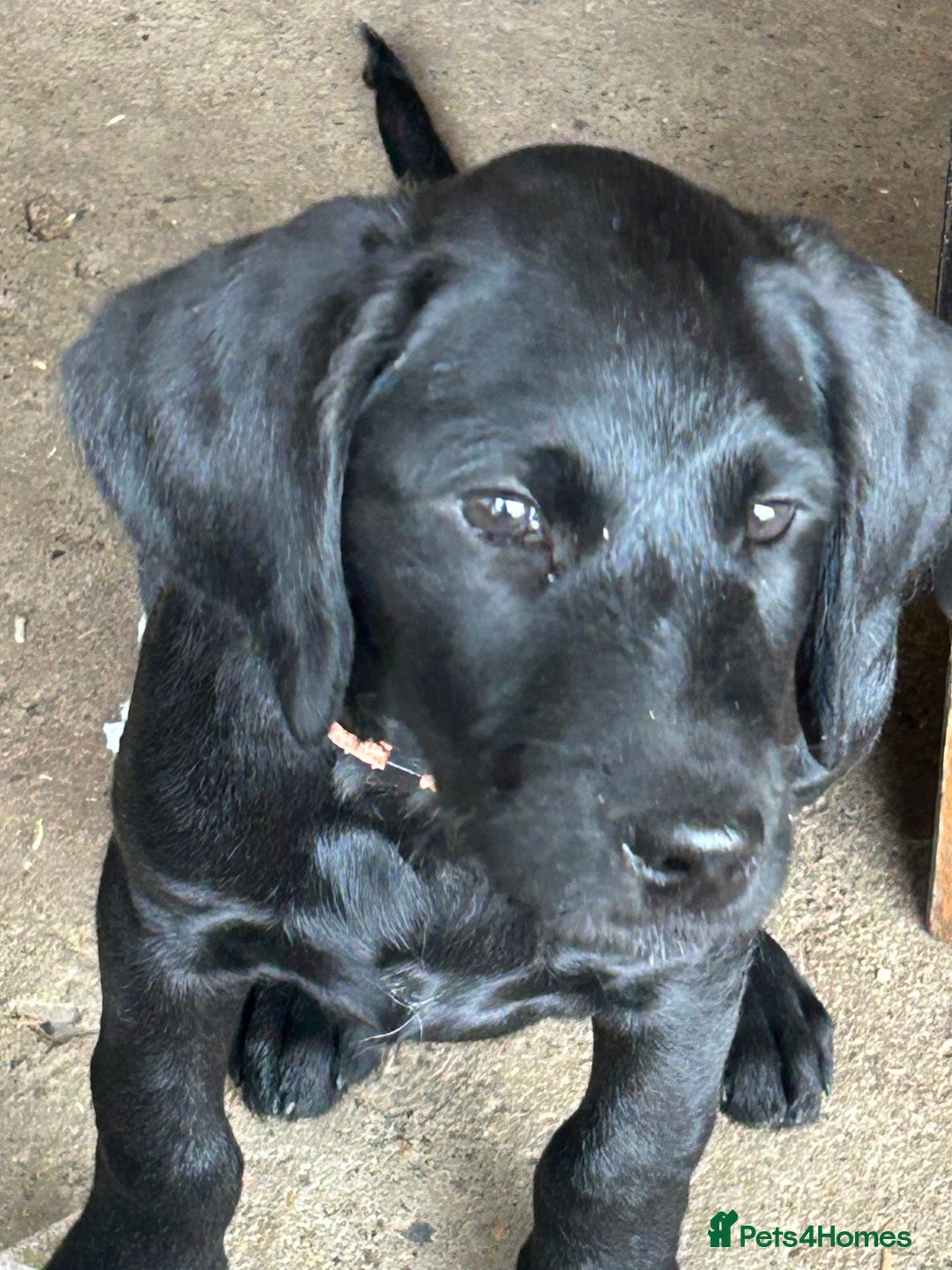 Labradoodle dogs for sale: Ready to go - Fantastic F1 Labradoodles (black) - Image 35