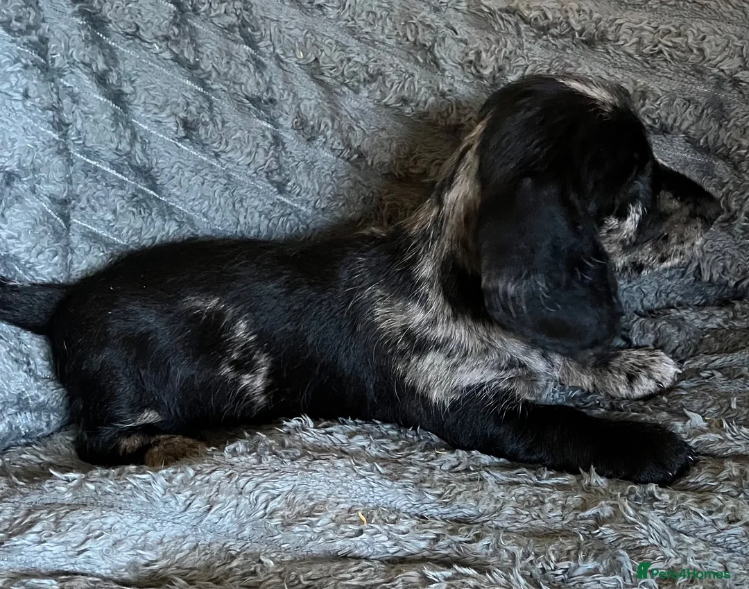 Mixed Breed dogs for sale: Gorgeous cheeky daxi x pups  - Advert 31