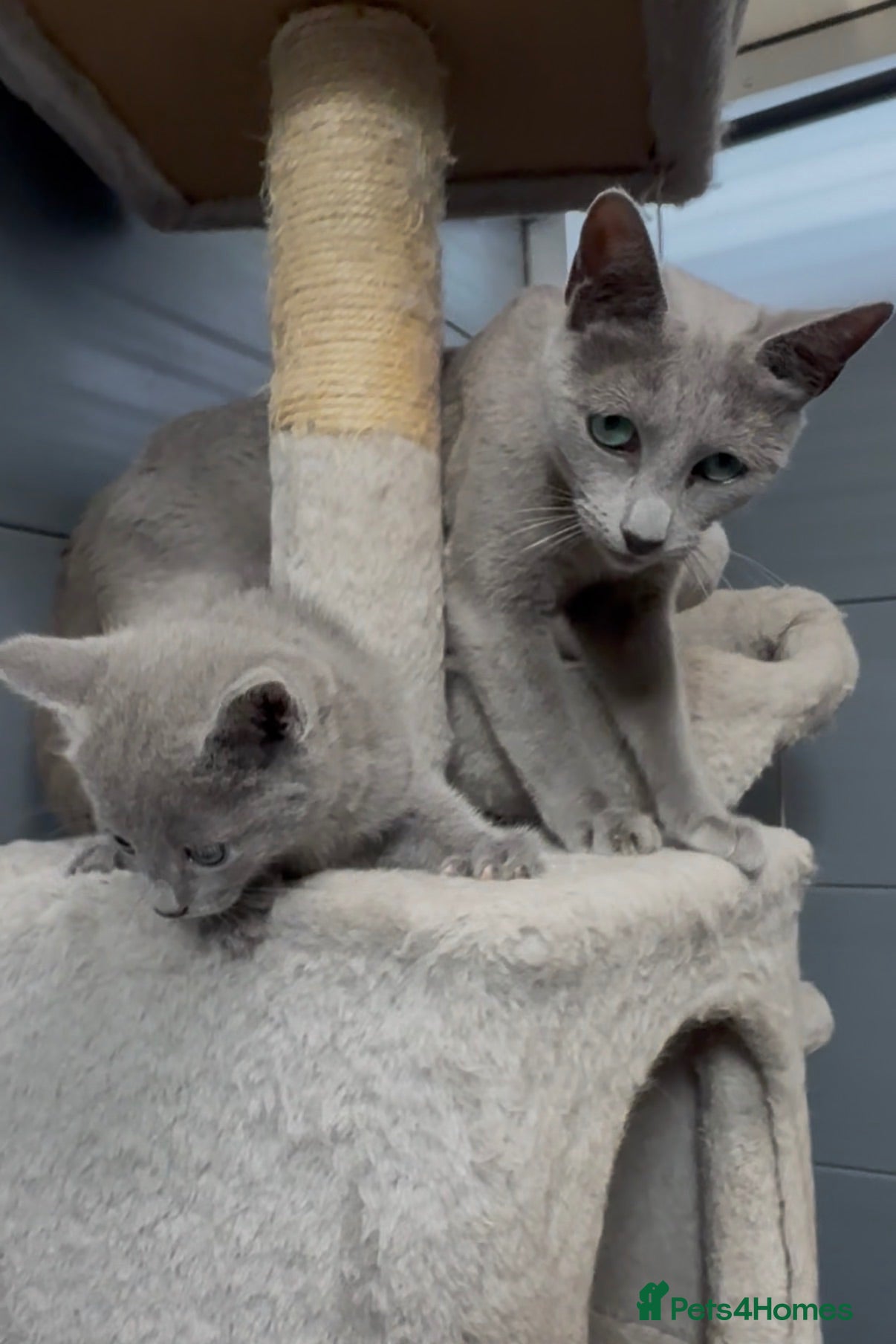 Russian Blue cats Pure Russian Blue kitten boy looking new home - Advert 7