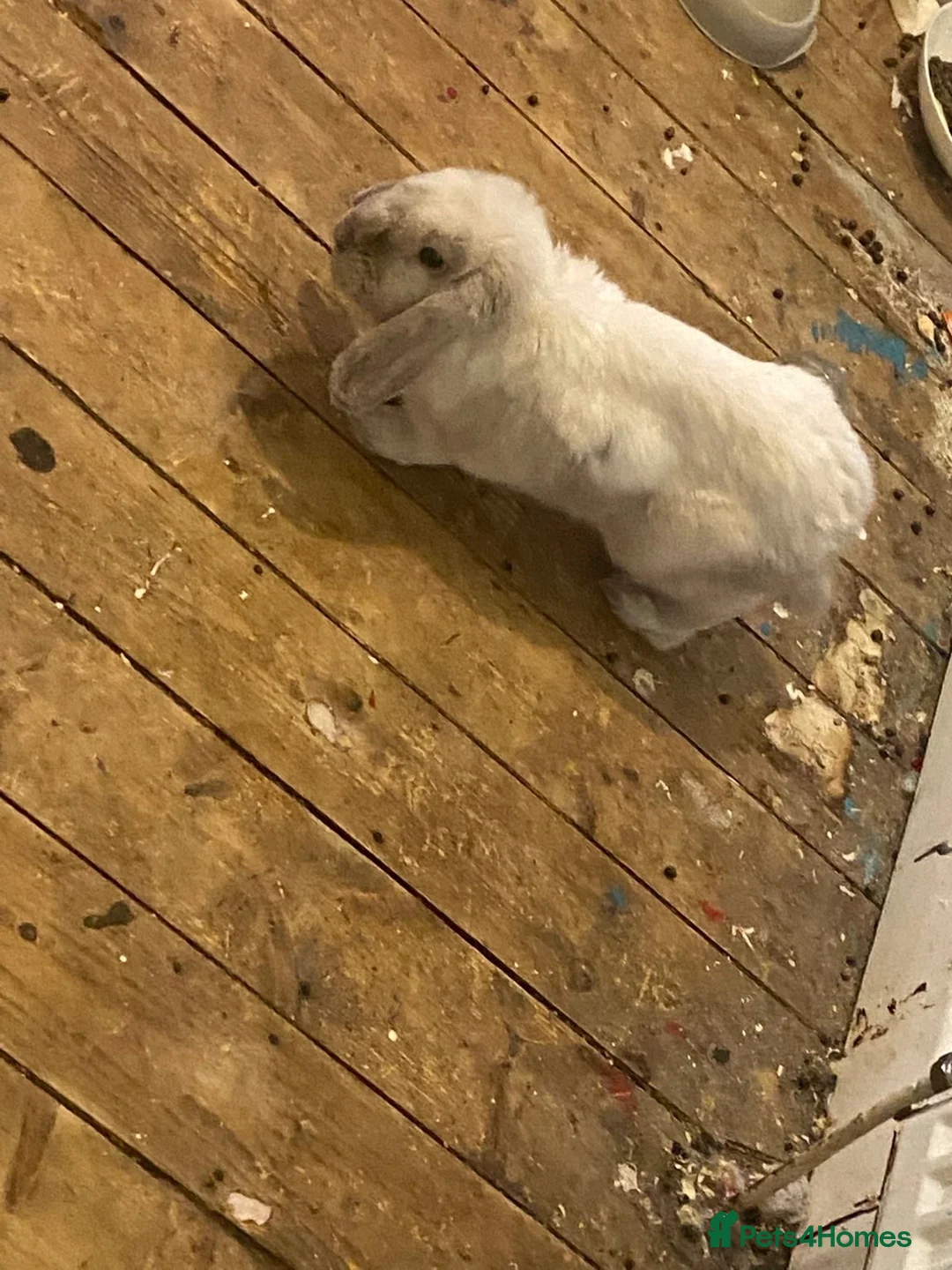 English Lop rabbits for sale: Rabbit for sale - Advert 2
