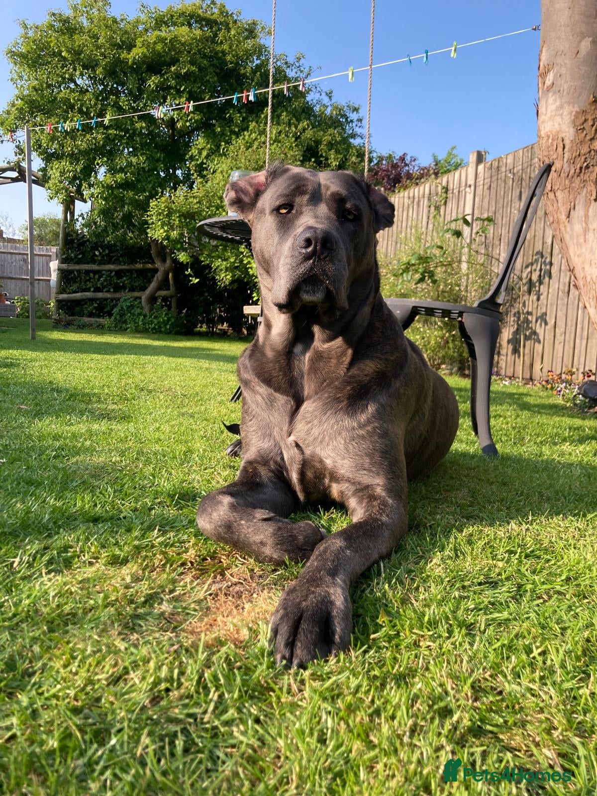 Cane Corso dogs Cane Corso Puppies Pre Advertisement  - Advert 1