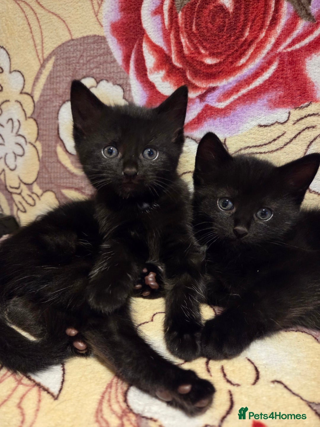 Domestic Shorthair cats for sale: 4 Beautiful Black Female Kittens - 8 Weeks Old - Advert 2
