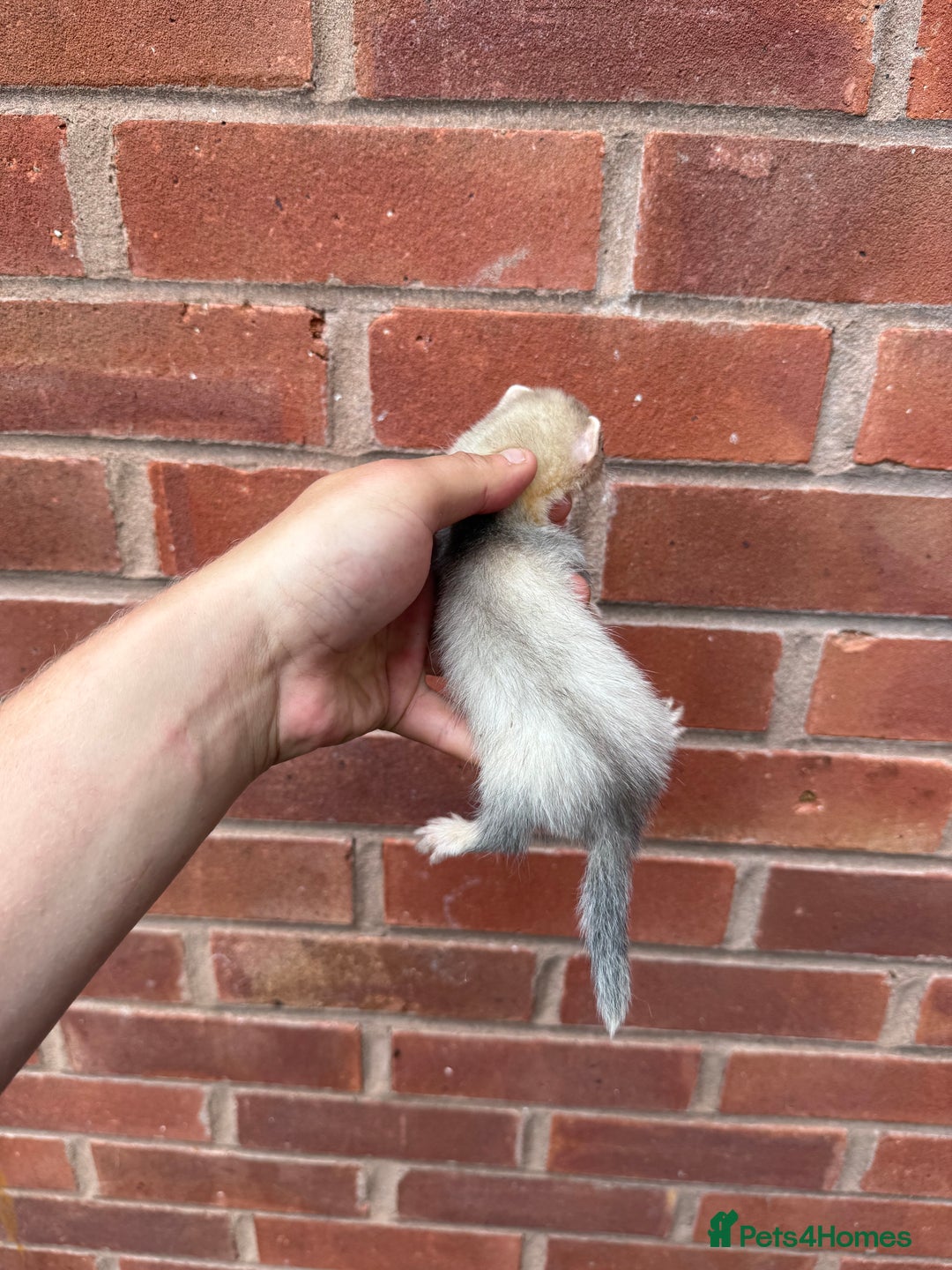 Ferret rodents for sale: Working ferrets and kits for sale  - Image 6