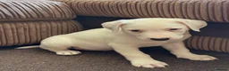 Mixed Breed dogs for sale: Dalmatian x collie puppies in Stone - Advert 4