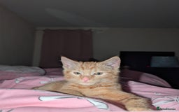 British Longhair cats for sale: Ginger male kitten for rehoming!  - Image 5