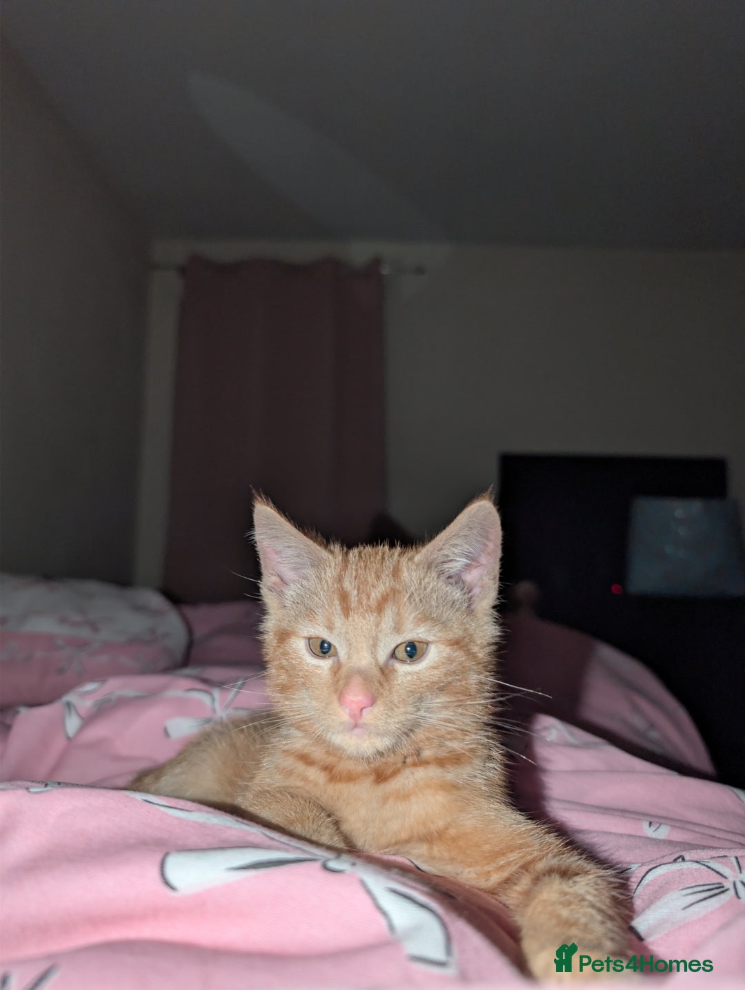 British Longhair cats for sale: Ginger male kitten for rehoming!  - Image 5