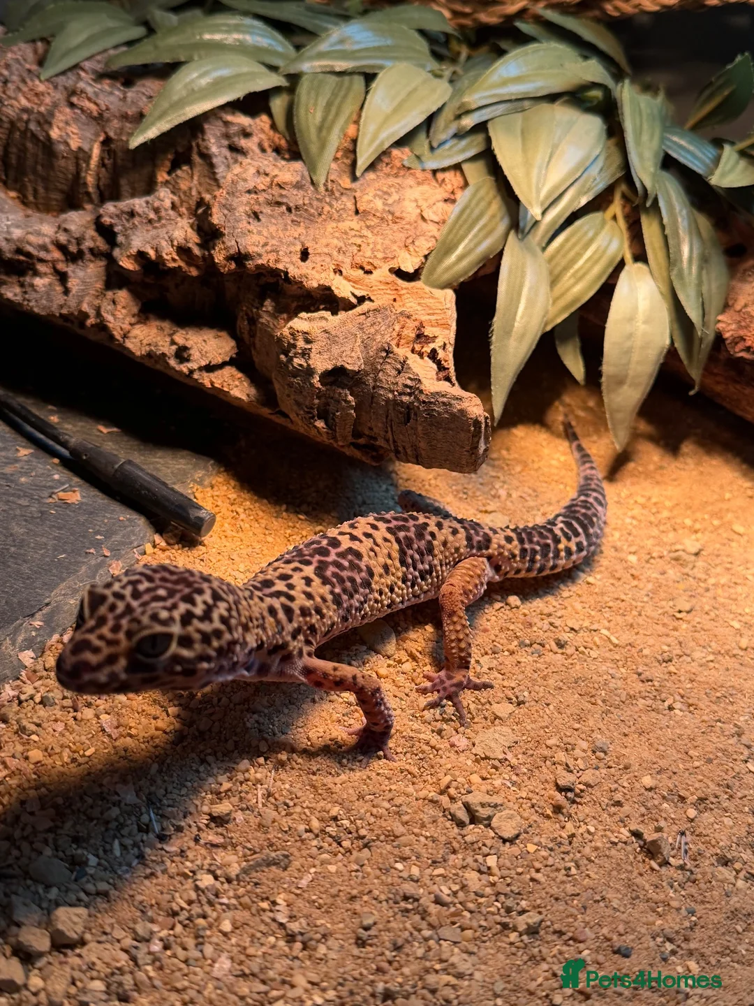 Leopard Gecko reptiles for sale: Male Leopard Gecko - Advert 1