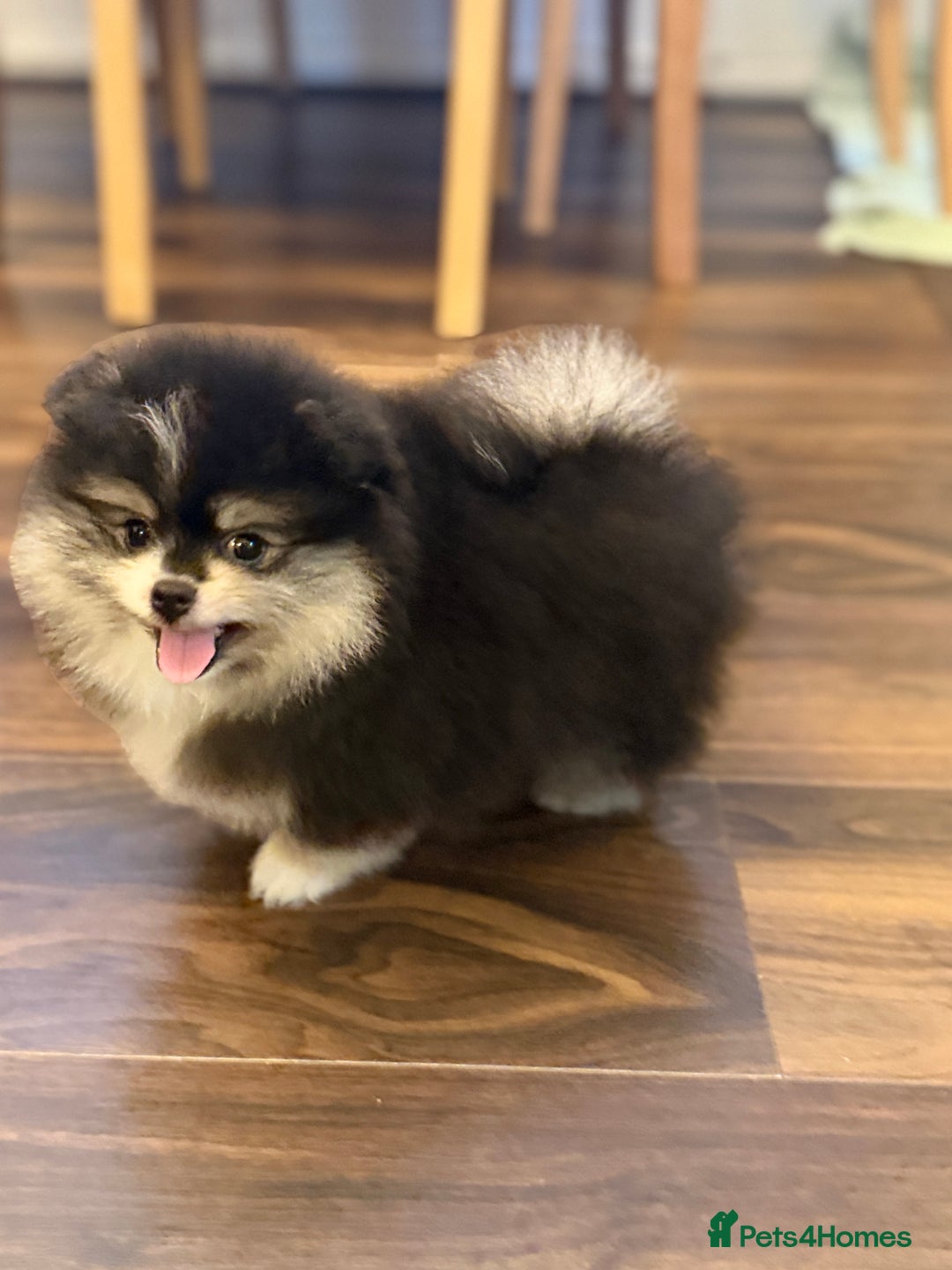 Pomeranian dogs for sale: Black &Tan Pomeranian puppy _Female - Advert 7