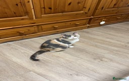 British Shorthair cats for sale: Adorable GCCF registered BSH kittens - Image 18