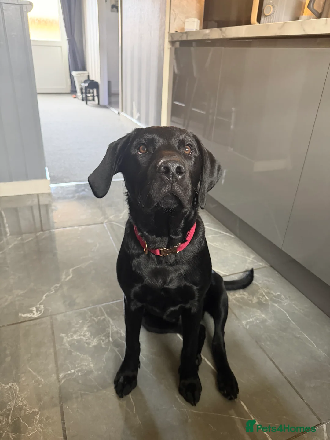 Labrador Retriever dogs for sale: (Hugo) male labrador retriever  - Advert 1