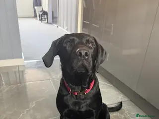 Labrador Retriever dogs (Hugo) male labrador retriever - Advert 1