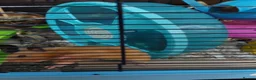 Hamster rodents for sale: BUDDY THE SYRIAN HAMSTER  in Cambridge - Advert 4