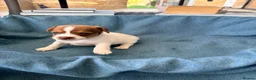 Jack Russell dogs for sale: Beautiful Jack Russell pups, petite, smooth coat.  - Advert 34