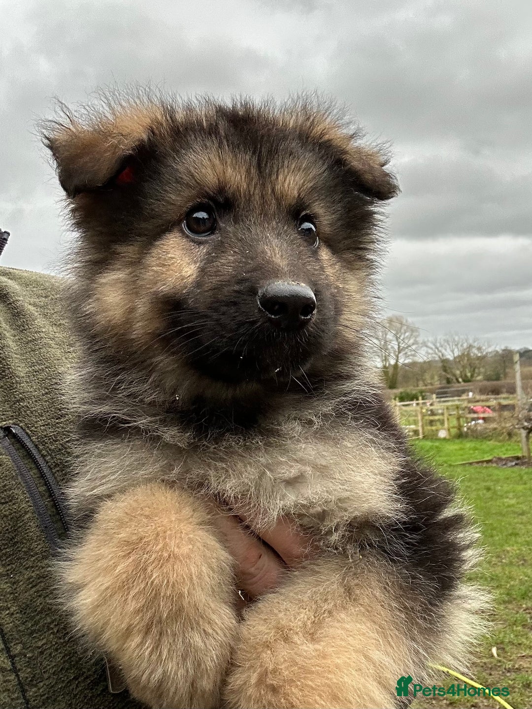 Miniature Australian German Shepherd Puppy For Sale Shepherd Puppy