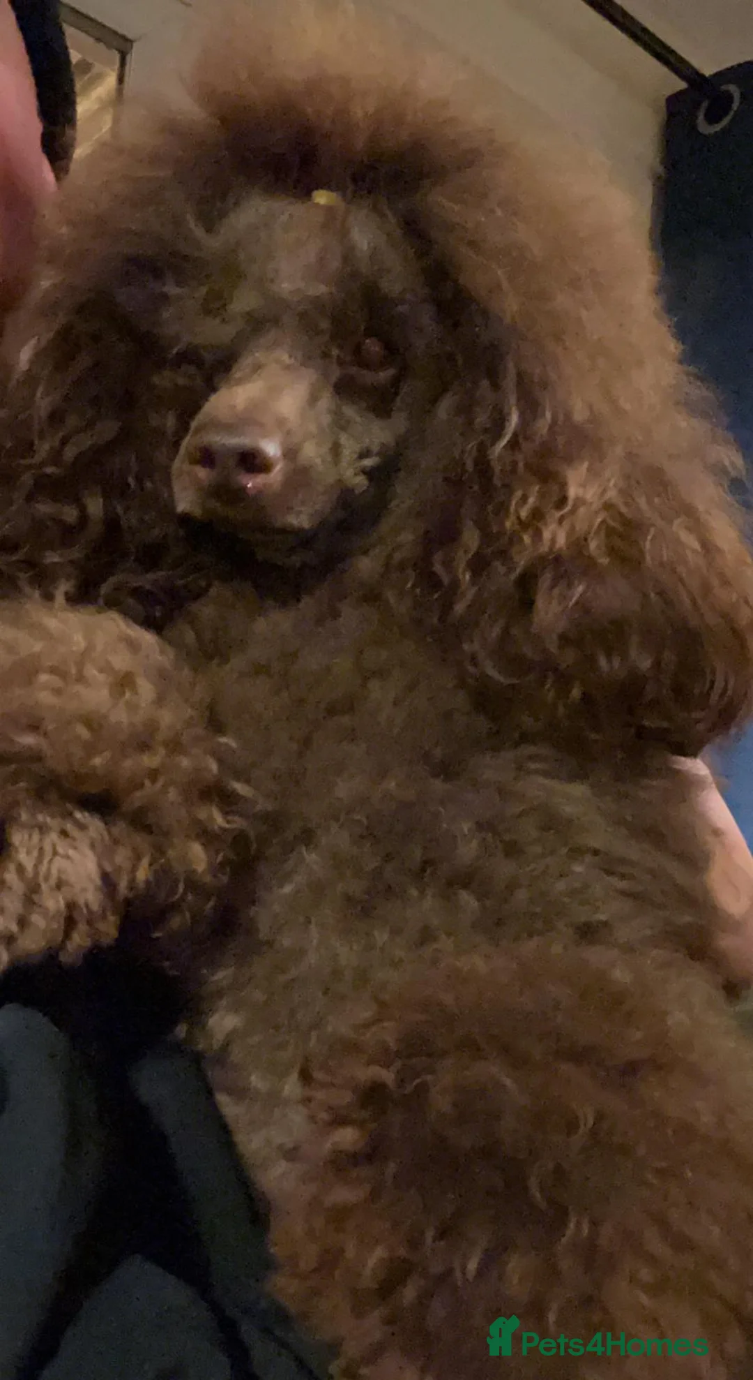 Toy Poodle dogs for stud: Chocolate full health tested toy poodle in Wrexham - Advert 3