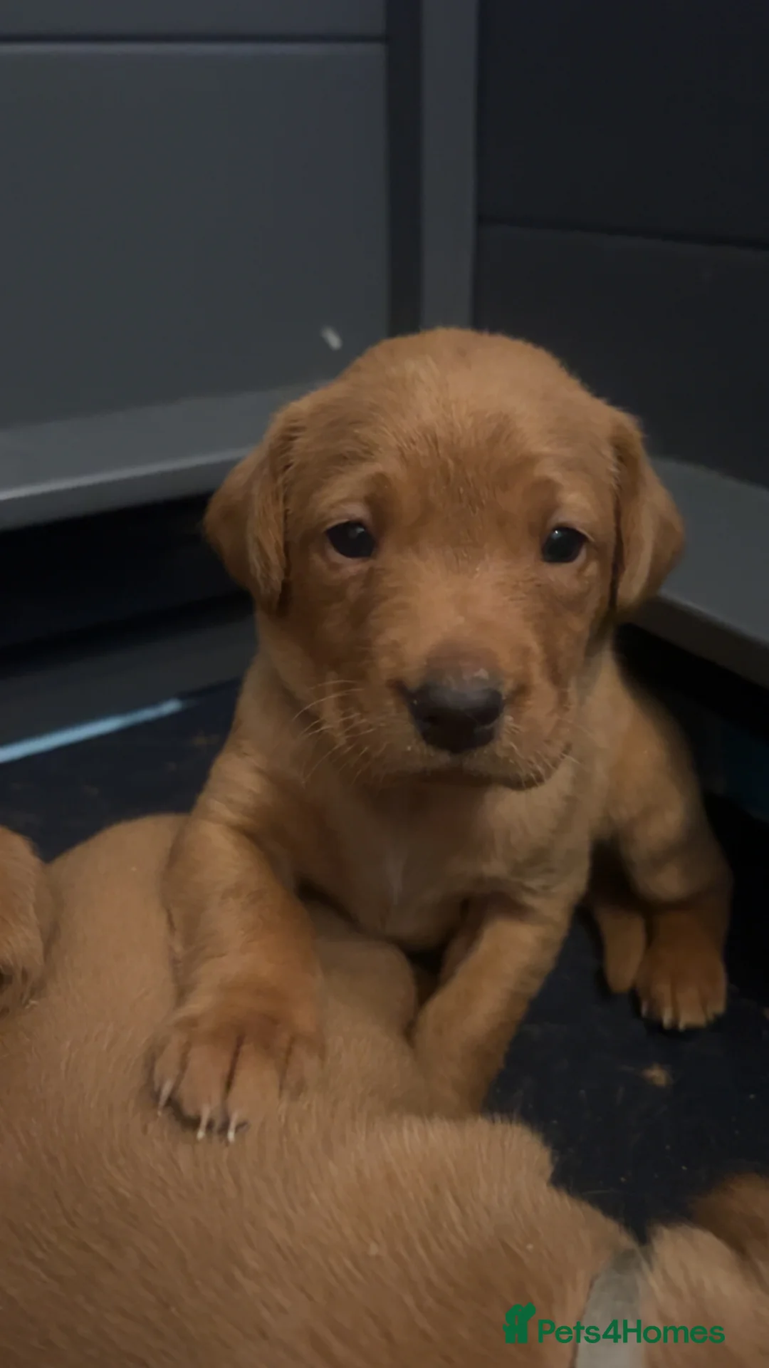 Labrador Retriever dogs for sale: Fox red lab pups for sale  - Advert 15