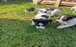 Mixed Breed dogs for sale: Brilliant working or Family pets  - Image 5