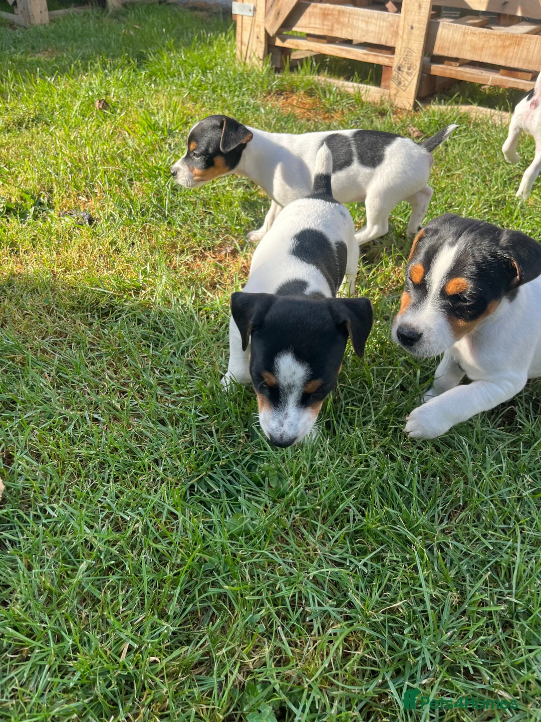Mixed Breed dogs for sale: Brilliant working or Family pets  - Image 5