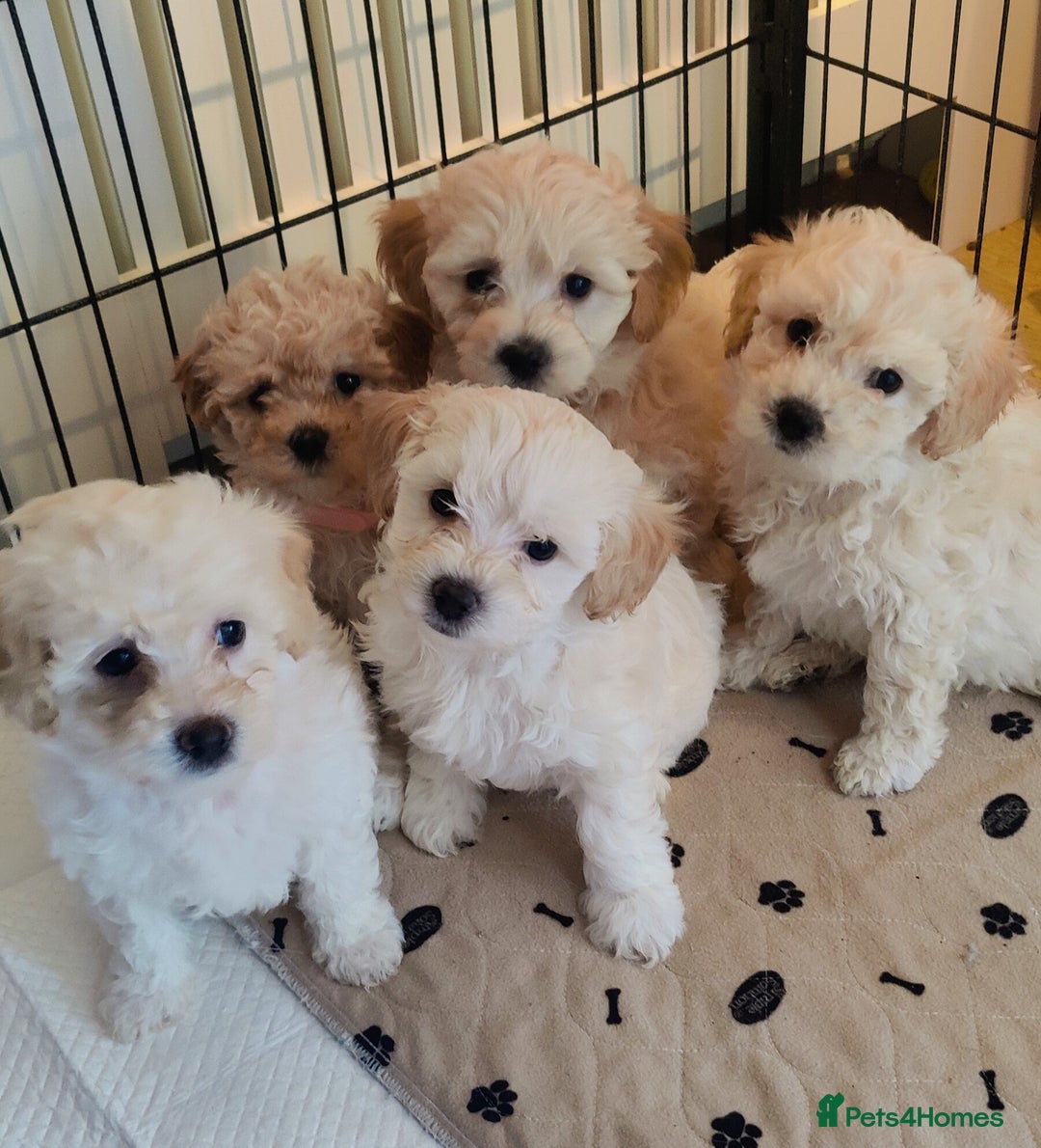 Poochon dogs for sale: Beautiful Pooches puppies  - Image 2