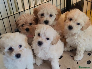 Poochon dogs - Advert 2