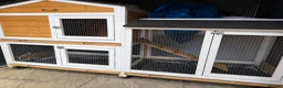 Guinea Pig rodents for sale: 3 boy guinea pigs  in Sheringham - Advert 8