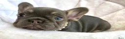 French Bulldog dogs for sale: 2 LEFT!! TOP QUALITY FRENCH BULLDOG PUPPIES - Advert 35