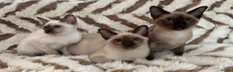 Tonkinese cats for sale: Exceptional pedigree Tonkinese - Advert 3