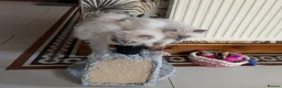 Ragdoll cats for sale: 3 Lilac Blue Ragdoll Little Girls 9wks old  in Colchester - Advert 25