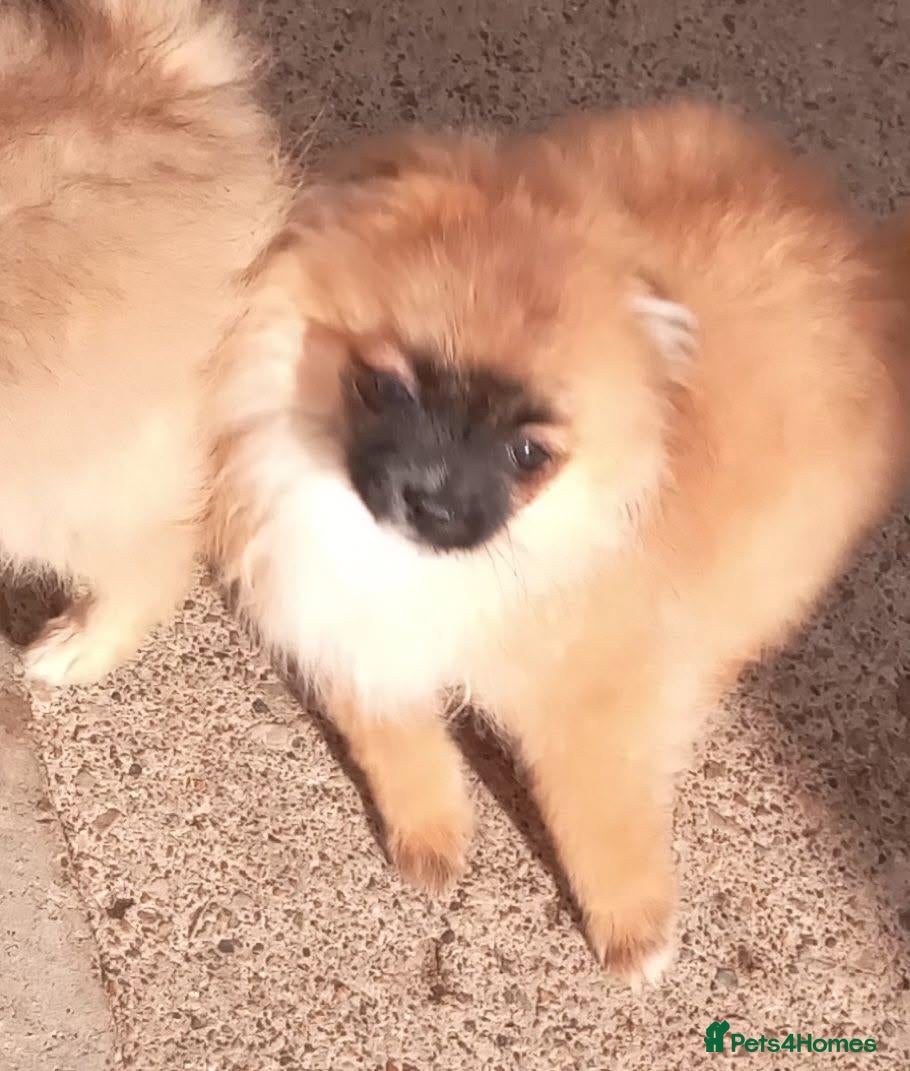Pomeranian dogs Pomeranian puppies  - Advert 2