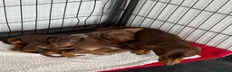 Miniature Dachshund dogs for sale: Miniature Dachshund puppies - Advert 7