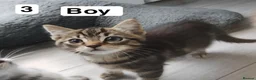 Mixed Breed cats for sale: Beautiful kittens in Bury Saint Edmunds - Advert 9