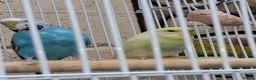 Budgerigars birds for sale: 2 female budgies, 1 yellow,   in Castleford - Advert 6
