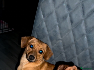 Miniature Dachshund dogs 3yr KC reg red dachshund - Advert 1