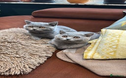 British Shorthair cats for sale: British Shorthair kittens - Image 5