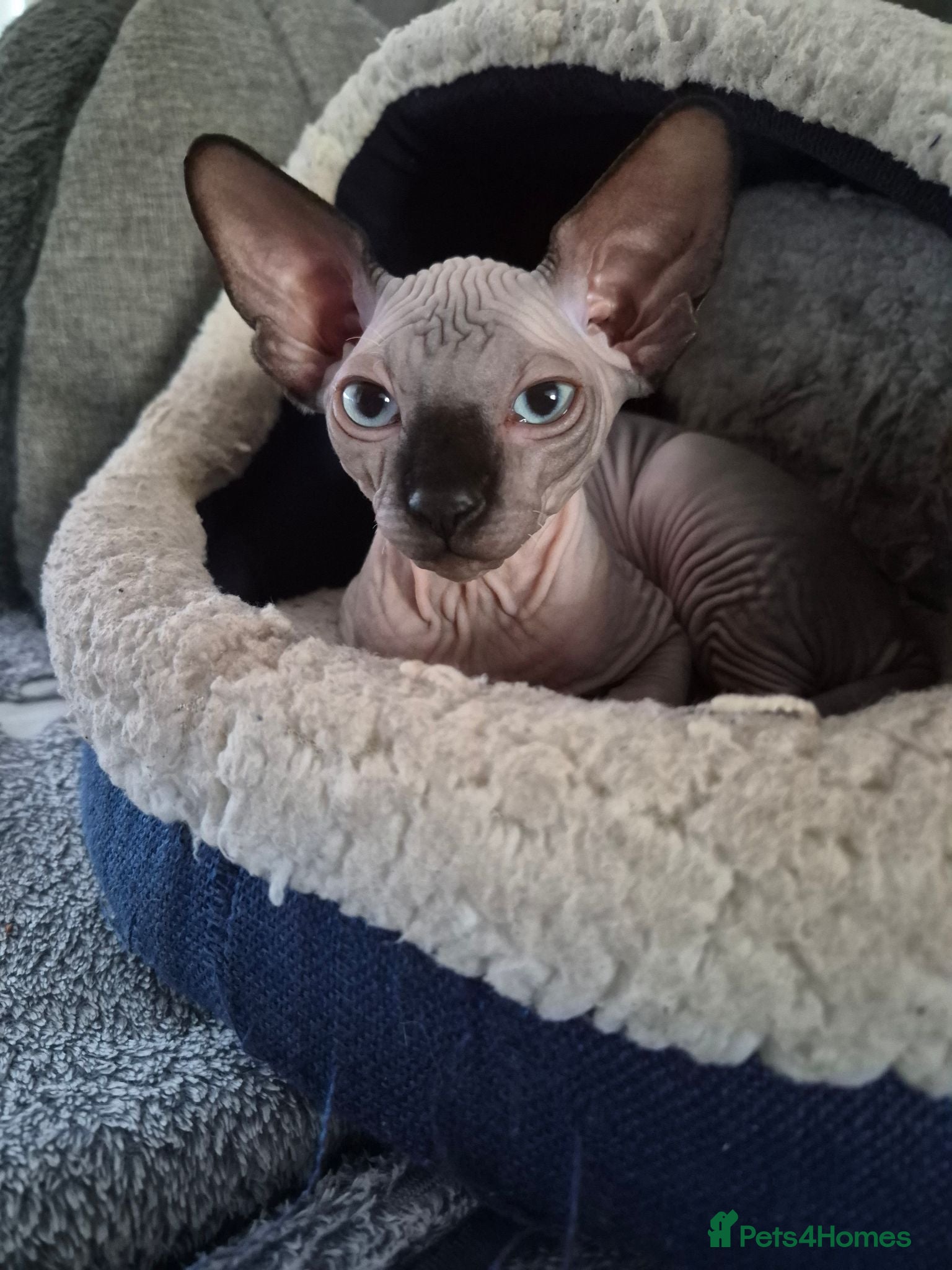 Sphynx cats Canadian sphynx kitten looking for home - Advert 9
