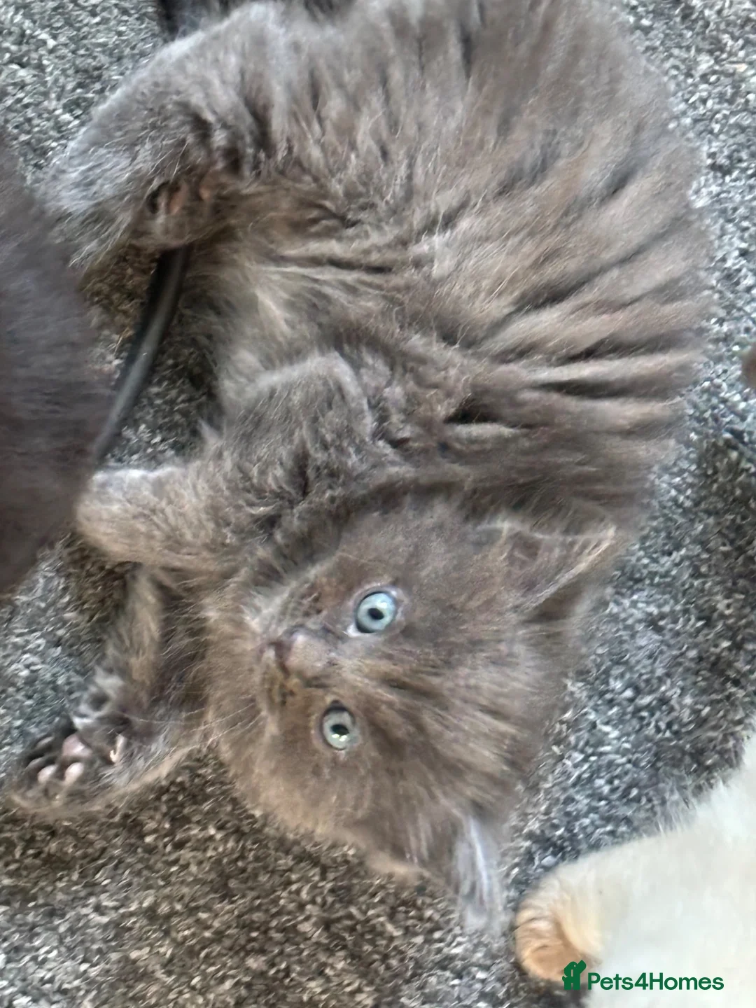 Ragdoll cats for sale: 3 boys and 1 girl  - Advert 2