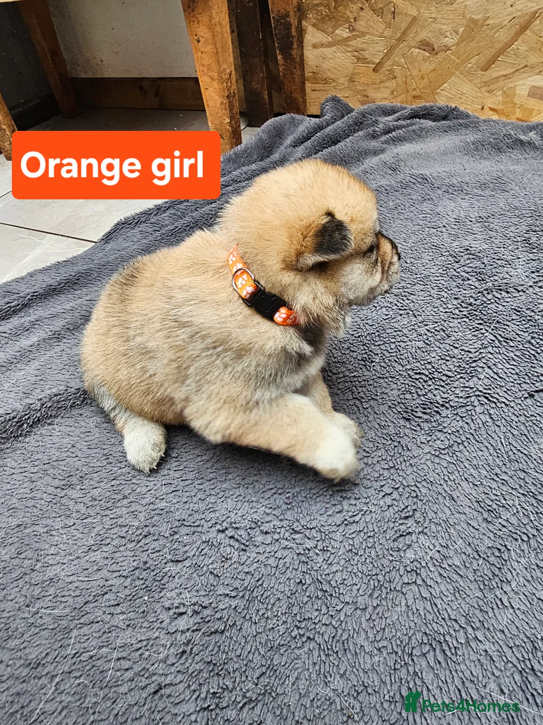 Mixed Breed dogs for sale: Last 3  pupies now £600 Chow Chow dad husky mum - Advert 28