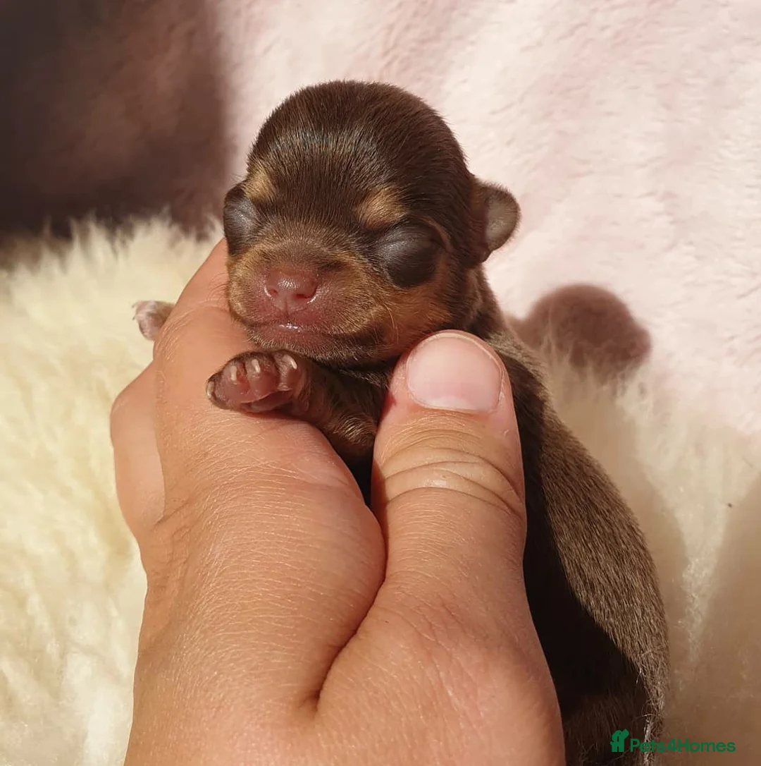 Chihuahua dogs for stud: KC 1.5KG CHIHUAHUA lilac stud! in Thirsk - Advert 6