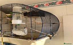 Finches birds for sale: Two zebra finches  - Image 3