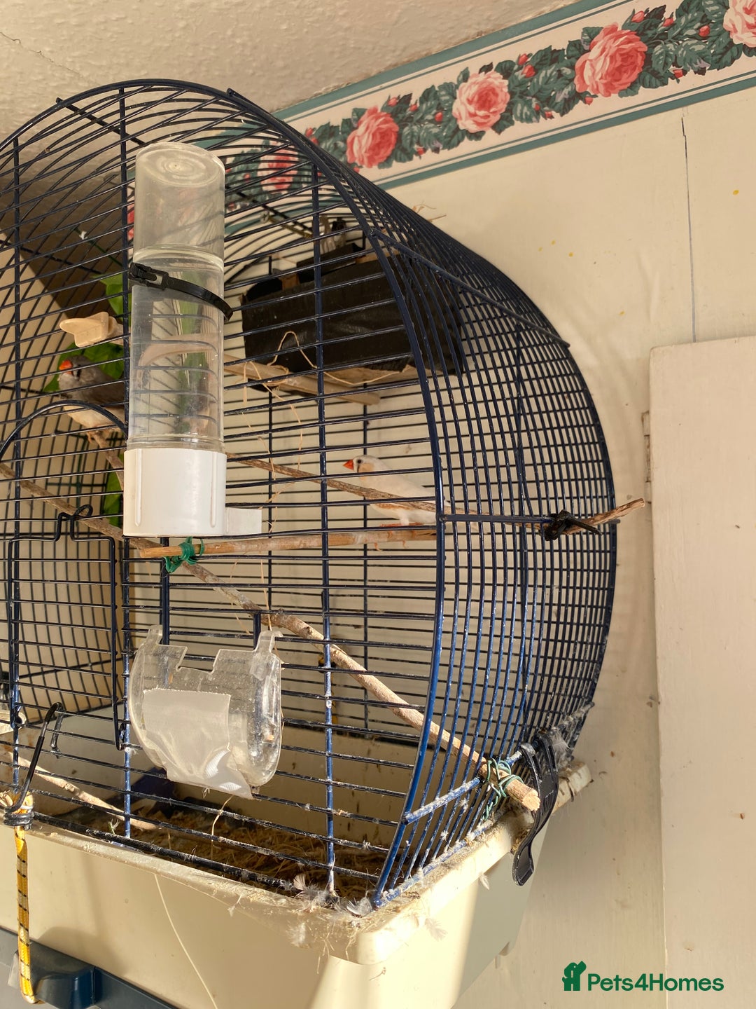 Finches birds for sale: Two zebra finches  - Image 3